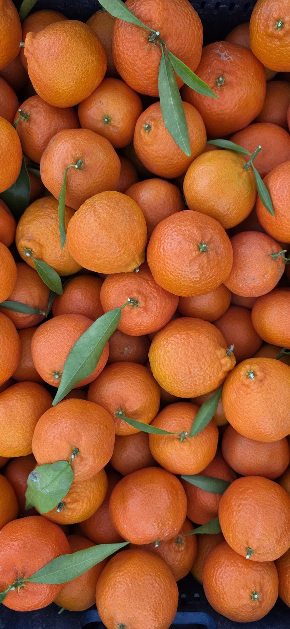 Clementine Mandalina